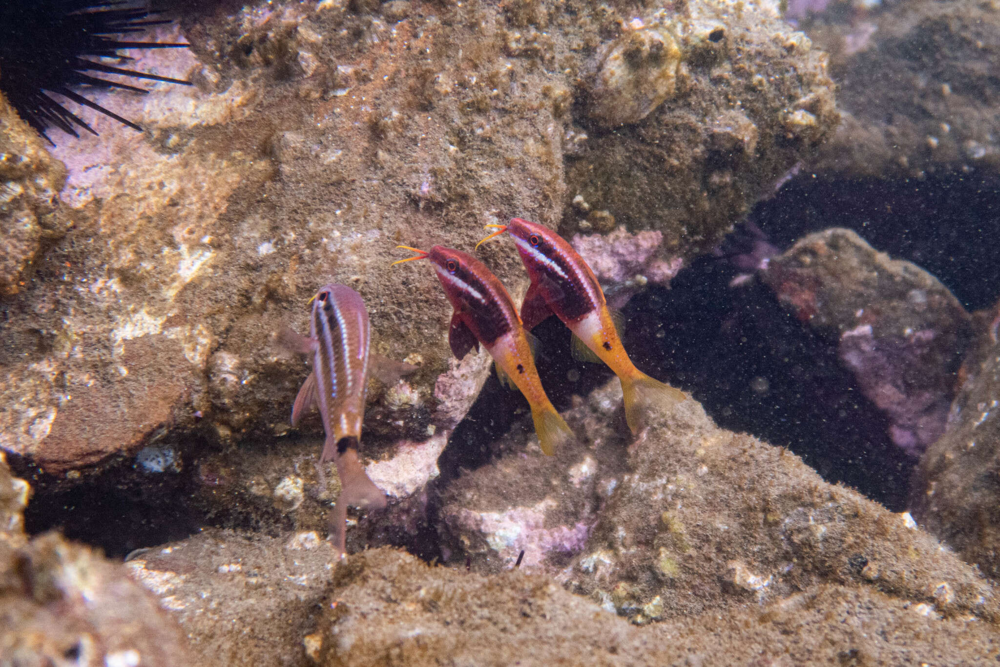 Image of Bicolor goatfish