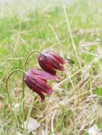 Fritillaria meleagroides Patrin ex Schult. & Schult. fil. resmi