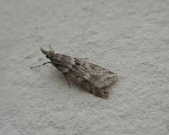 Image of Narrow-winged Grey