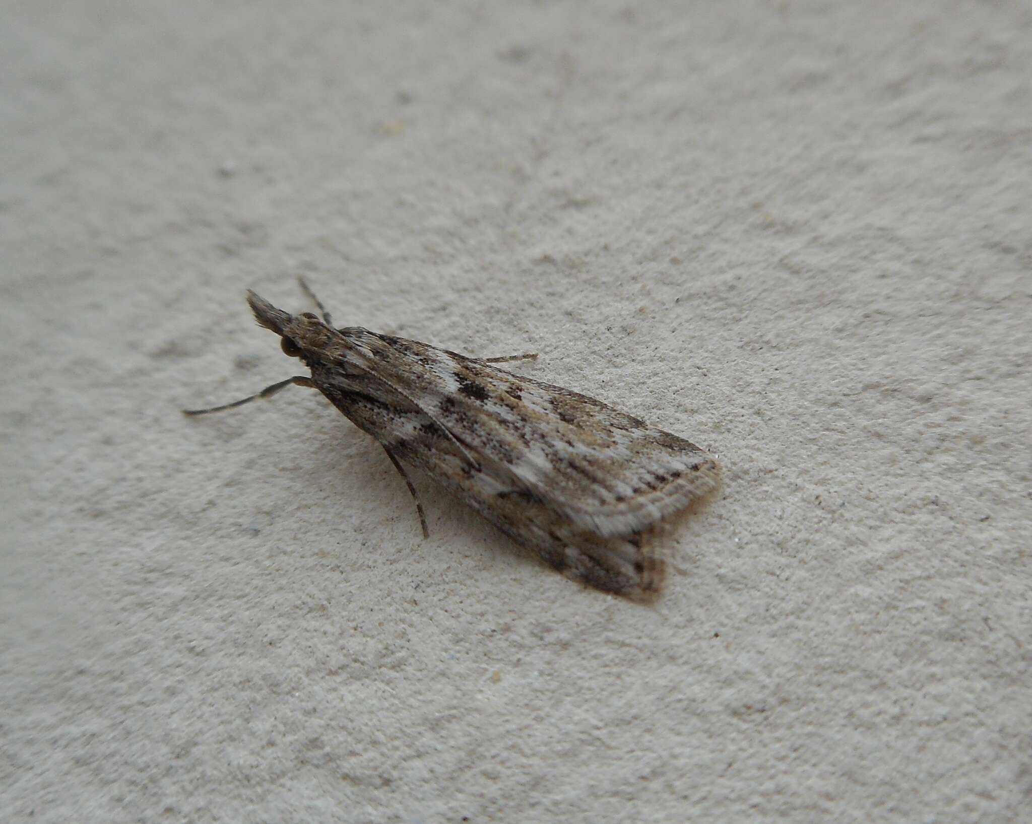 Image of Narrow-winged Grey
