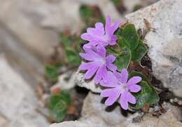 Image of Primula tyrolensis H. W. Schott