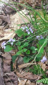 Imagem de Viola rostrata Pursh