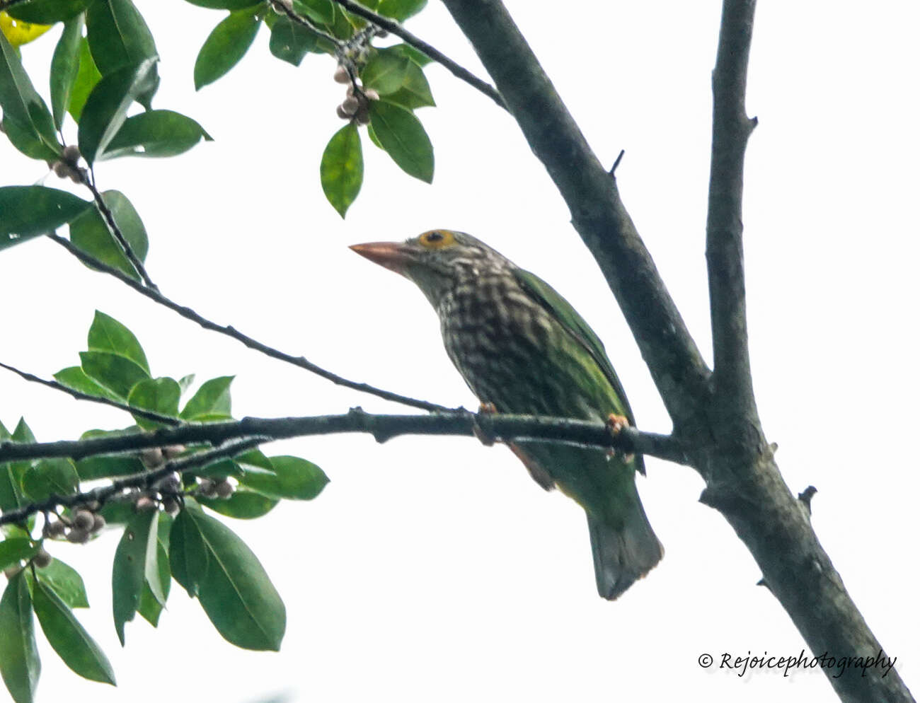 Psilopogon lineatus (Vieillot 1816) resmi