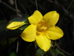 Image of Rankin's trumpetflower