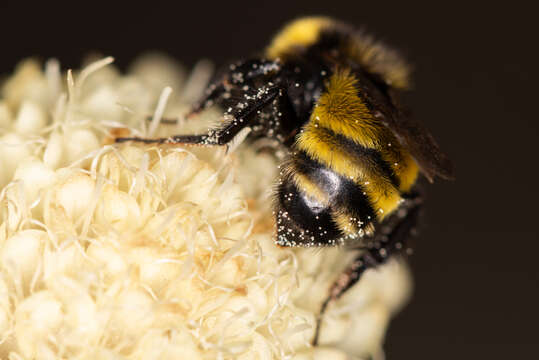 Слика од Bombus zonatus Smith 1854