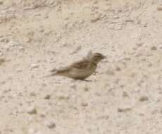 Image of Greater Short-toed Lark