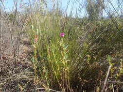 Image of Lampranthus dulcis (L. Bol.) L. Bol.