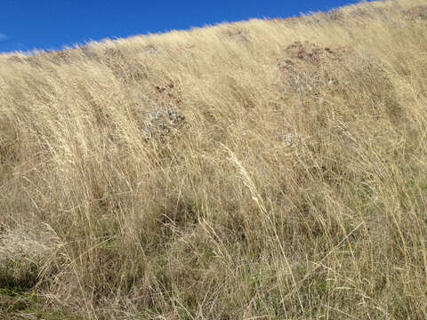 Image of Austrostipa bigeniculata (Hughes) S. W. L. Jacobs & J. Everett