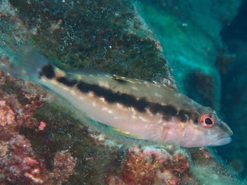 Image of West African hawkfish