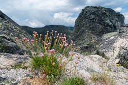 Image of Armeria sampaioi (Bernis) Nieto