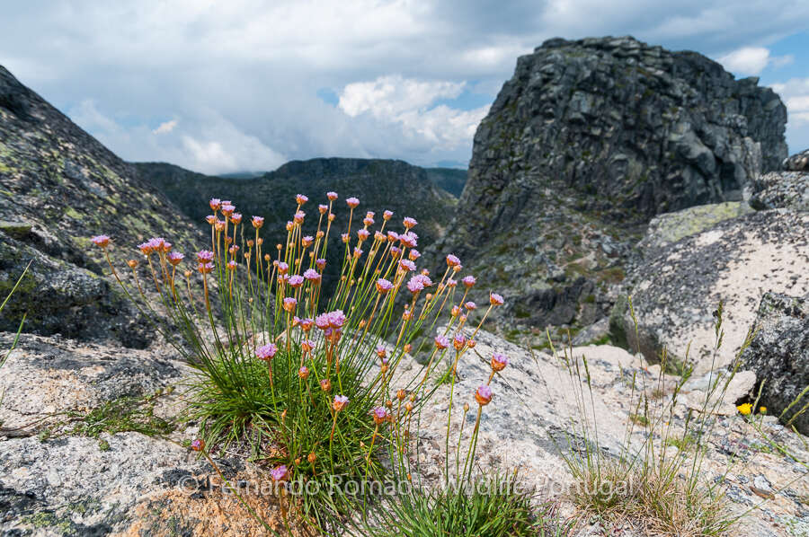 Image of Armeria sampaioi (Bernis) Nieto