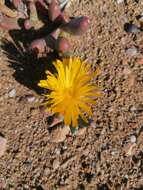 صورة Malephora crassa (L. Bol.) Jacobsen & Schwant.