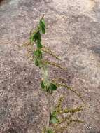 Image of Dioscorea heteropoda Baker