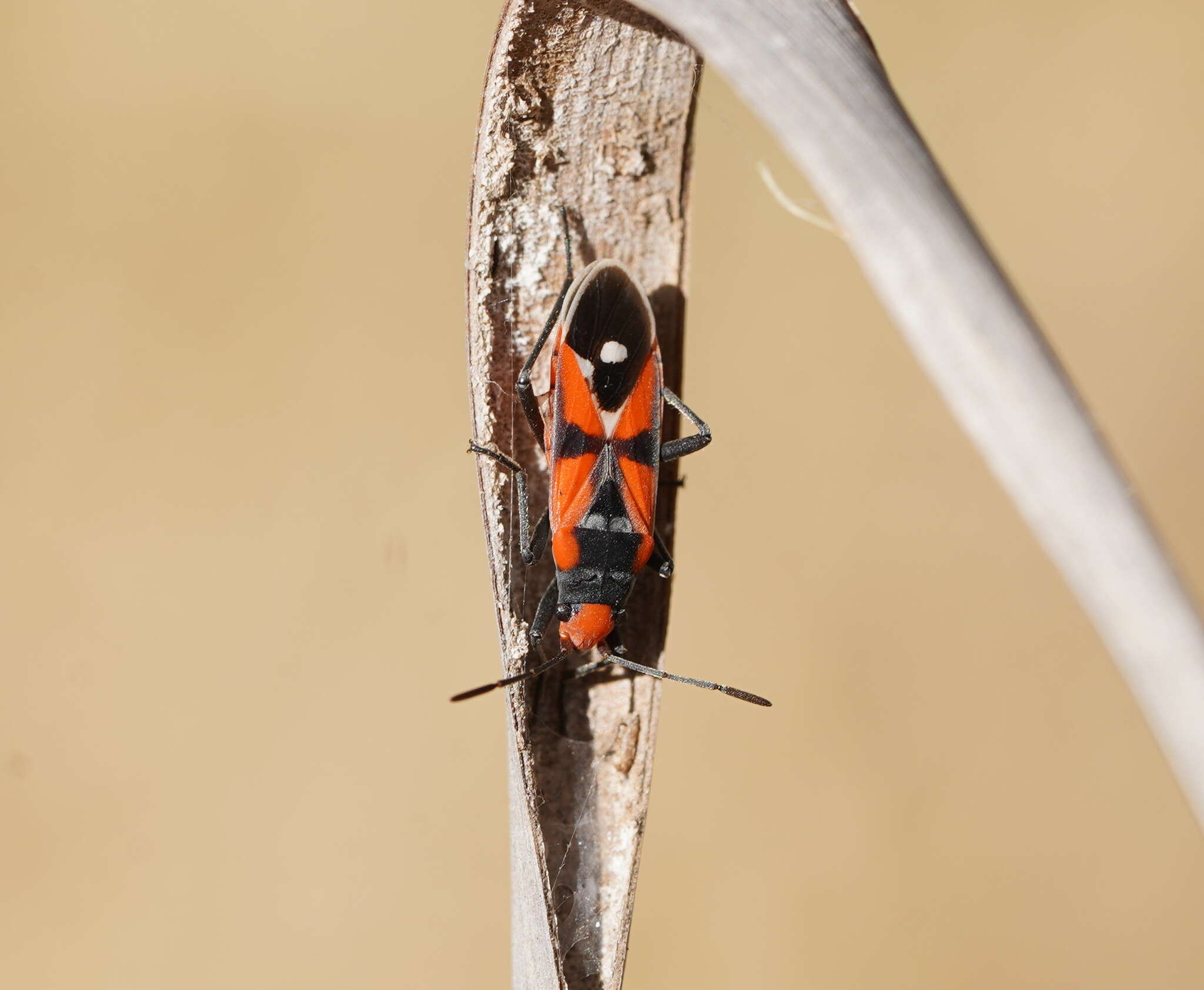 Melanerythrus mactans (Stal & C. 1867) resmi