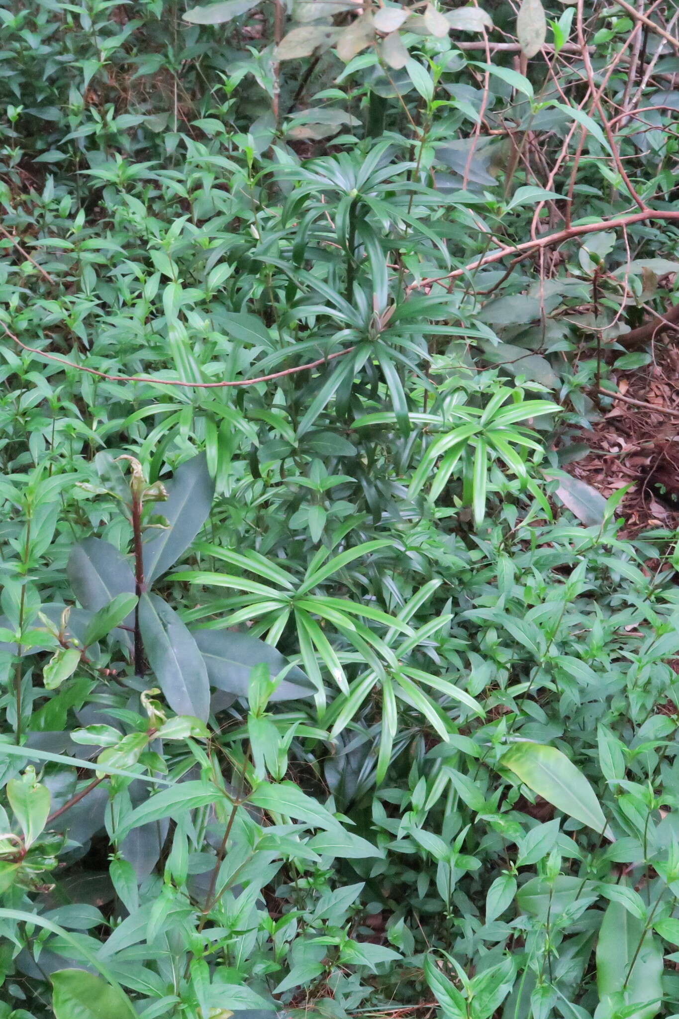 Image of Broad-leaved Yellowwood