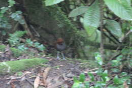 Image of Bicolored Antpitta