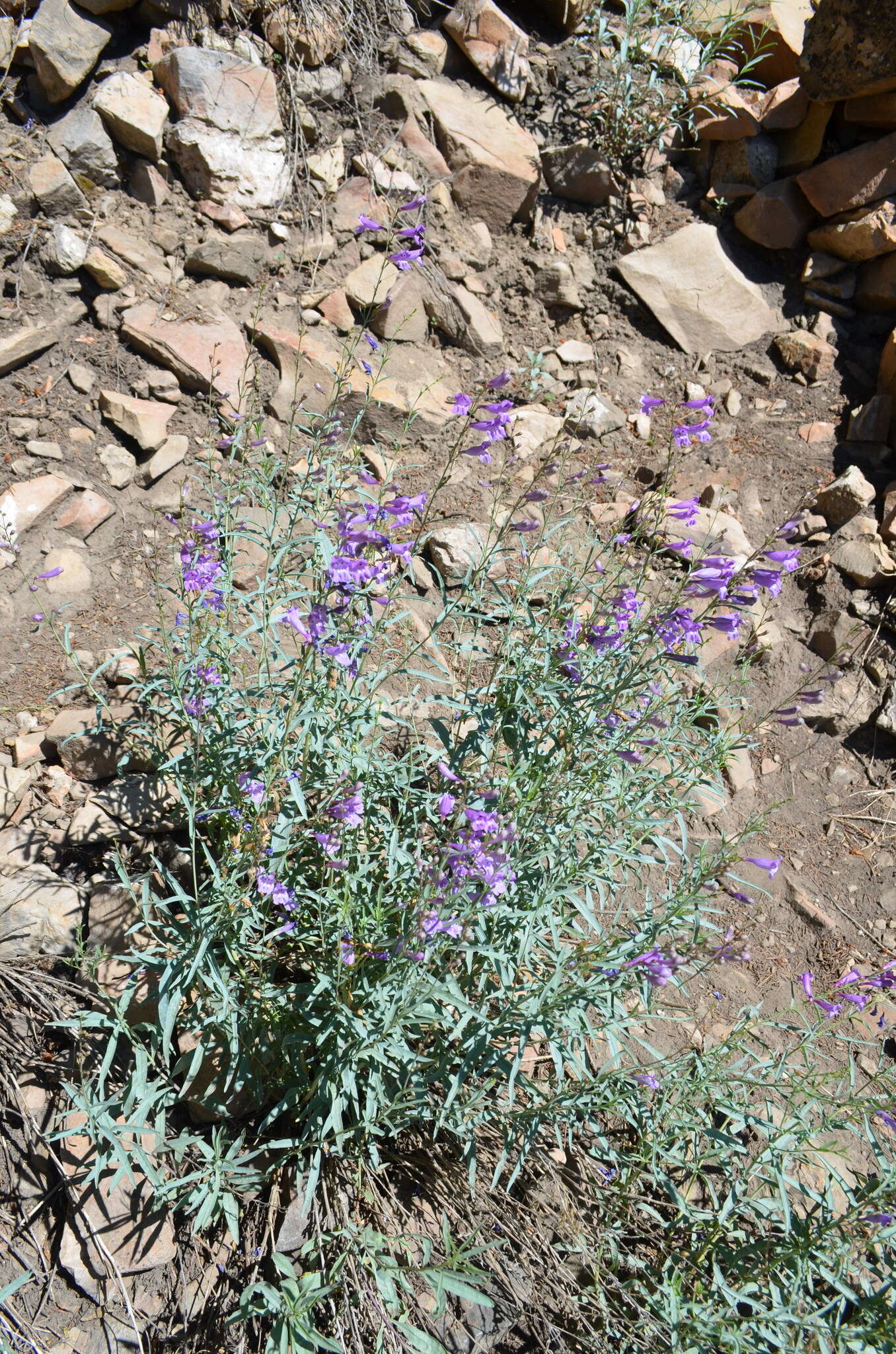 Слика од Penstemon sepalulus A. Nels.