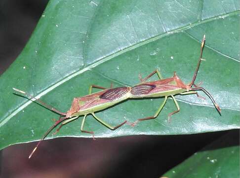 Image of Homoeocerus (Anacanthocoris) rubromaculatus (Hsiao 1963)