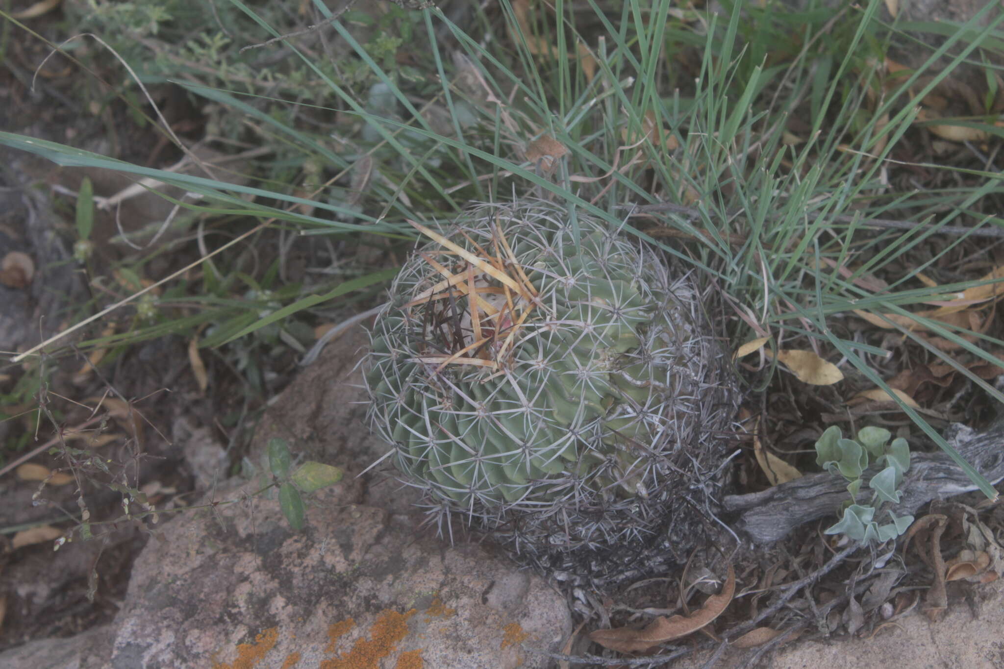 Sivun Echinofossulocactus tetraxiphus kuva