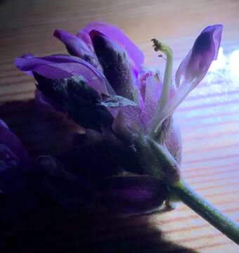 Plancia ëd Oxytropis bracteata Basil.