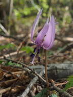 Image of Erythronium japonicum Decne.