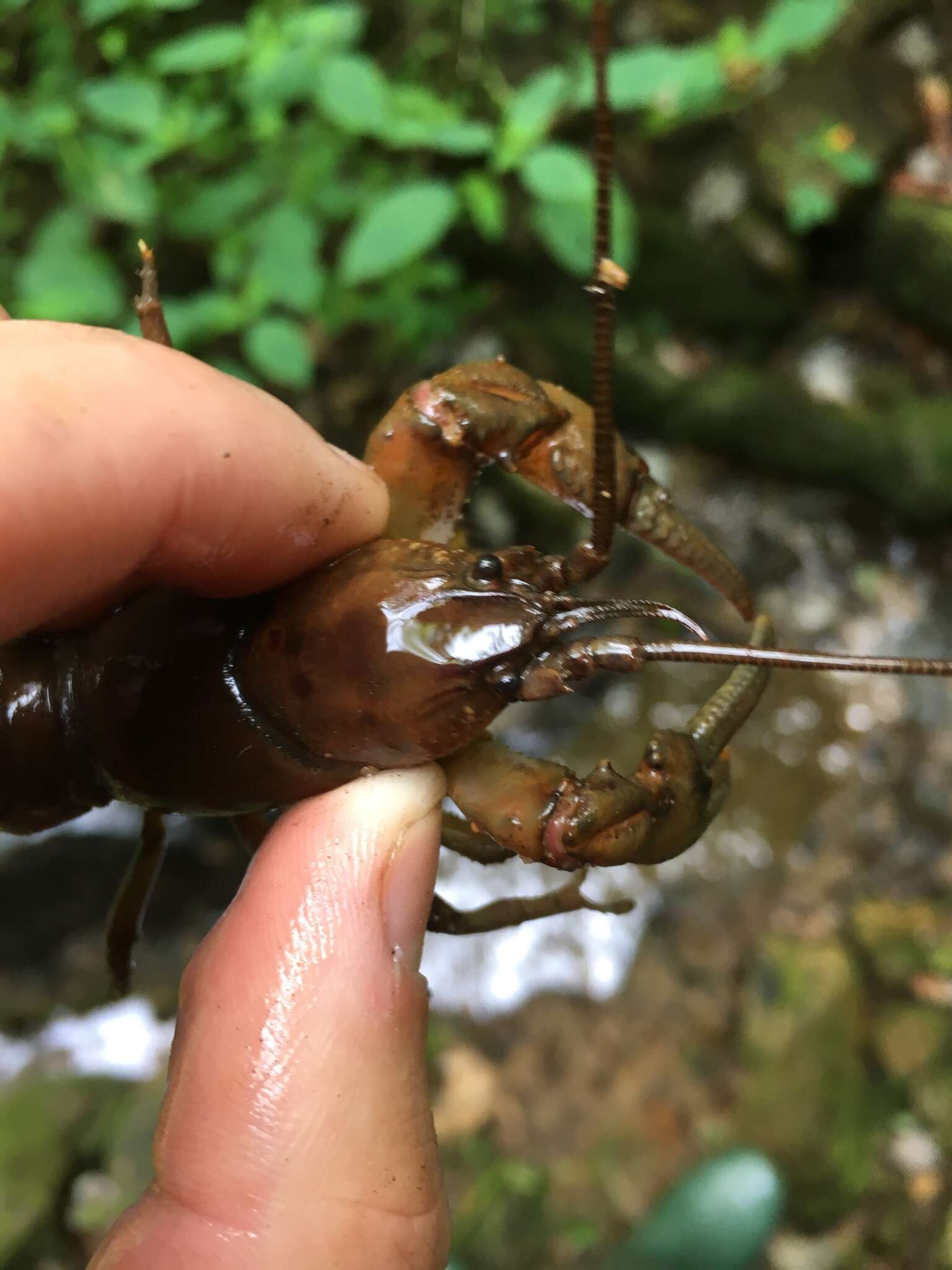 Image of Rock Crayfish