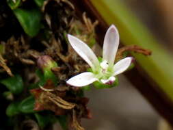 صورة Wahlenbergia tenella (L. fil.) Lammers