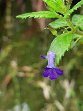 Imagem de Stemodia suffruticosa Kunth