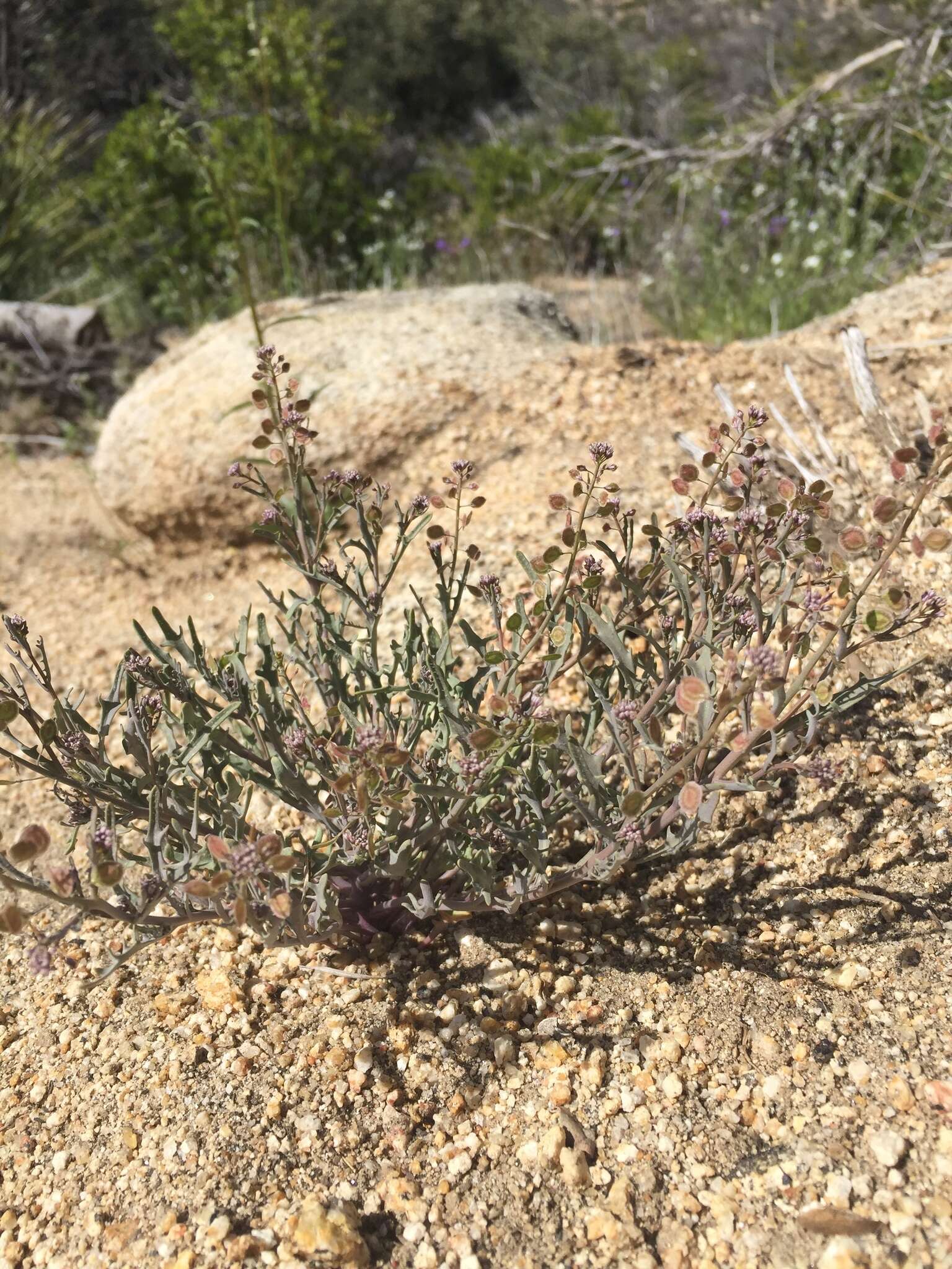 Image of mountain fringepod