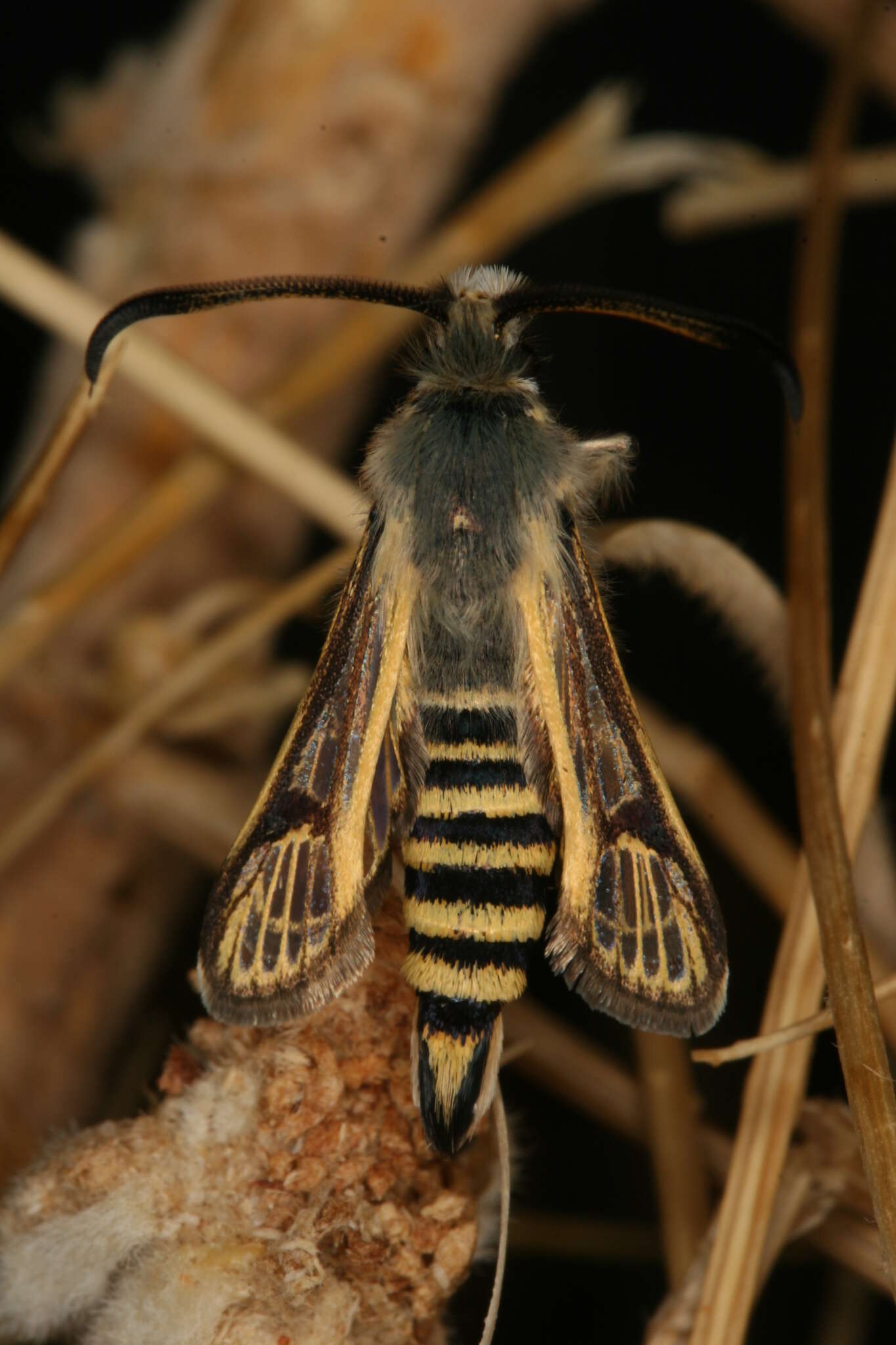 Image of Bembecia dispar