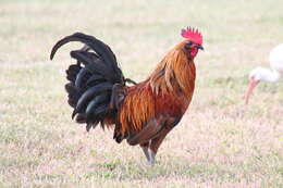 Image of <i>Gallus gallus</i> f. <i>domesticus</i>