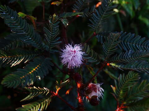 Image of Sensitive Plant