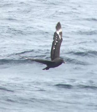 Image of South Polar Skua