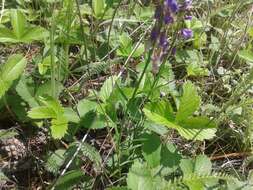 Image of Polygala hybrida Bruegg.