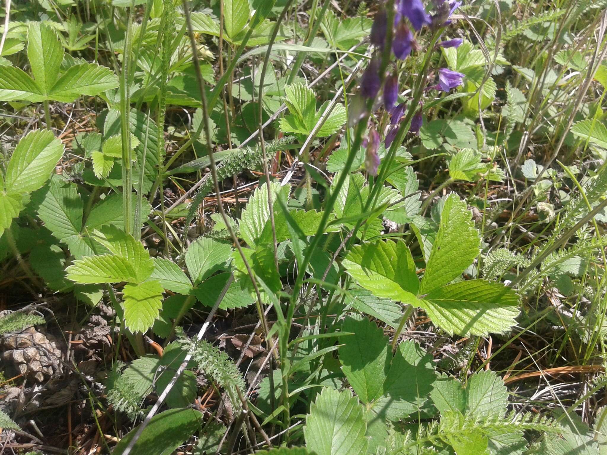 Image of Polygala hybrida Bruegg.