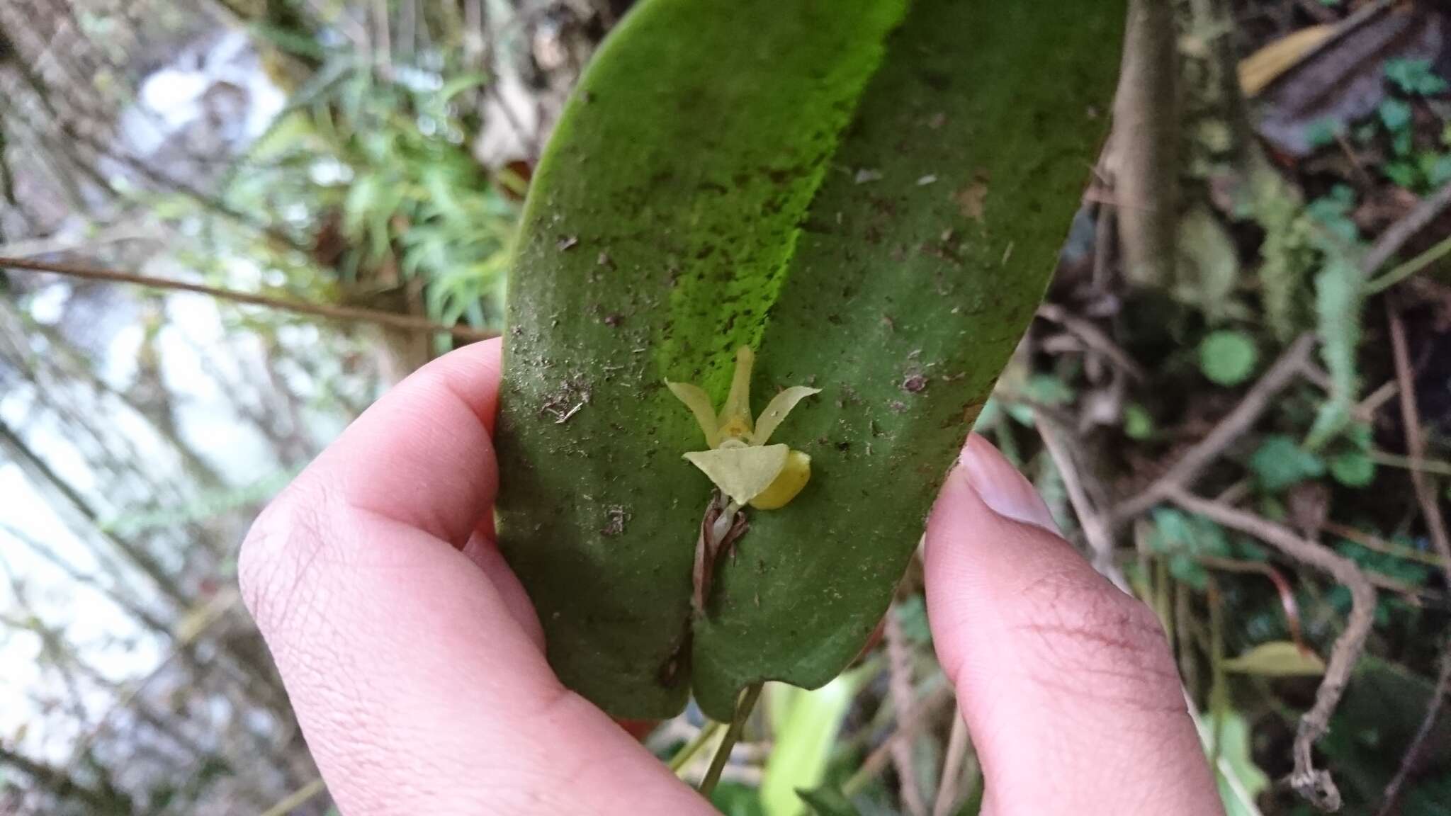 Imagem de Pleurothallis apopsis Luer