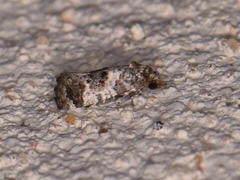 Image of Black-tipped Rudenia Moth