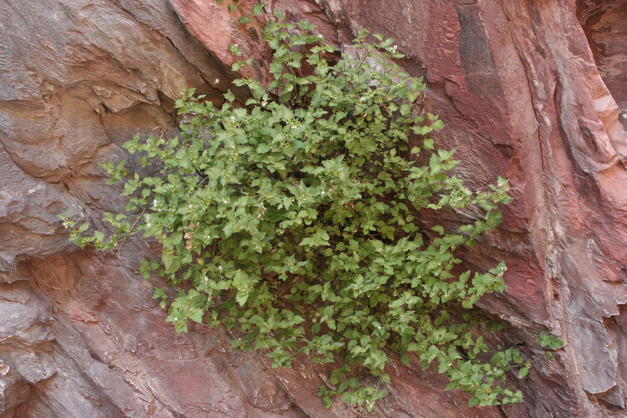 Image of Acanthoprasium frutescens (L.) Spenn.