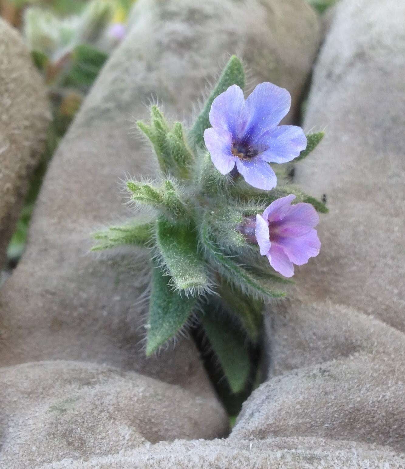 Image of strigose alkanet