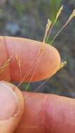 Image of Elliott's bentgrass