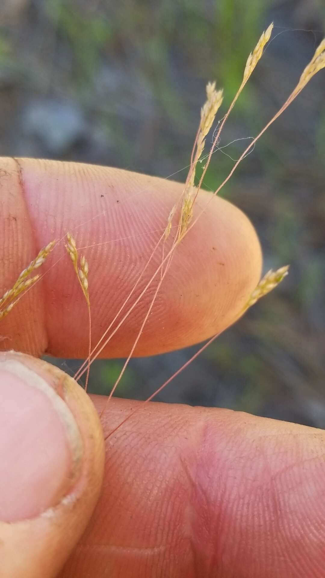 Image of Elliott's bentgrass