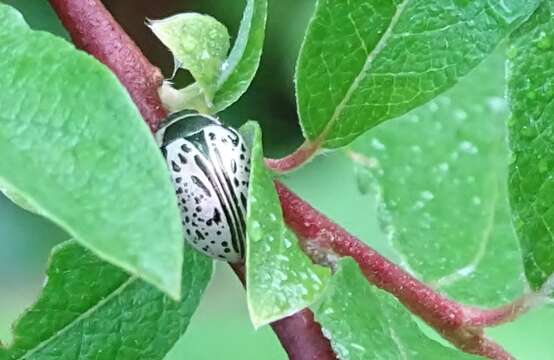 Image of Common Willow Calligrapha