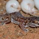 Image of Austen Thick-toed Gecko