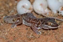 Image of Austen Thick-toed Gecko