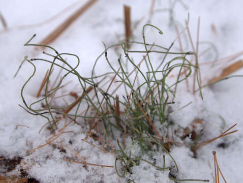 Image of Delicate Horsetail