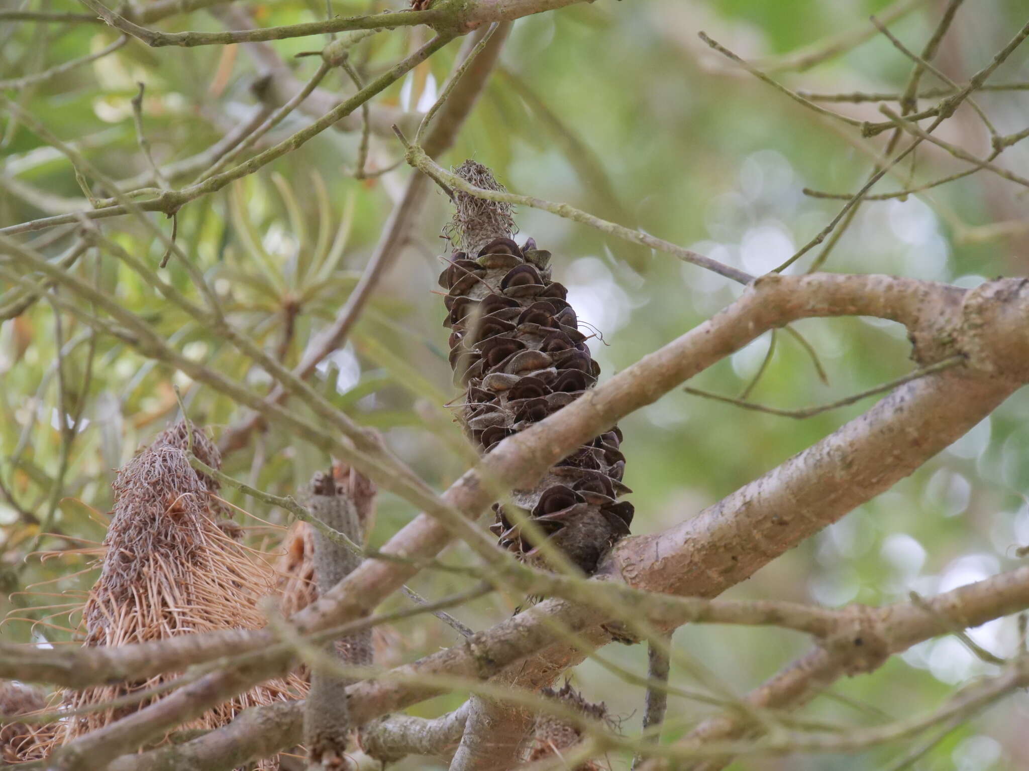 Image of Banksia seminuda (A. S. George) B. L. Rye