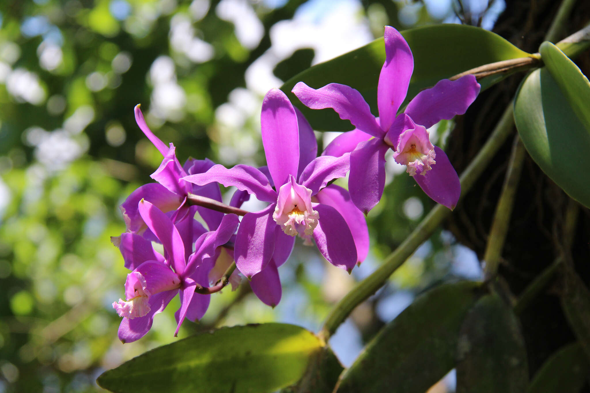 Image of Harrison's Cattleya