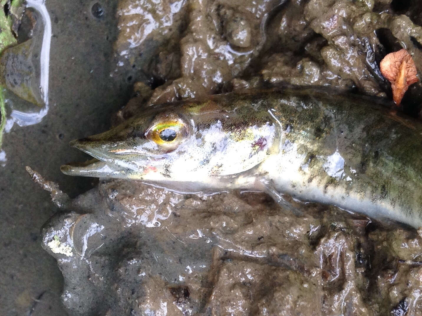 Image of Redfin Pickerel