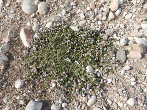 Image de Glandularia parodii Covas & Schnack