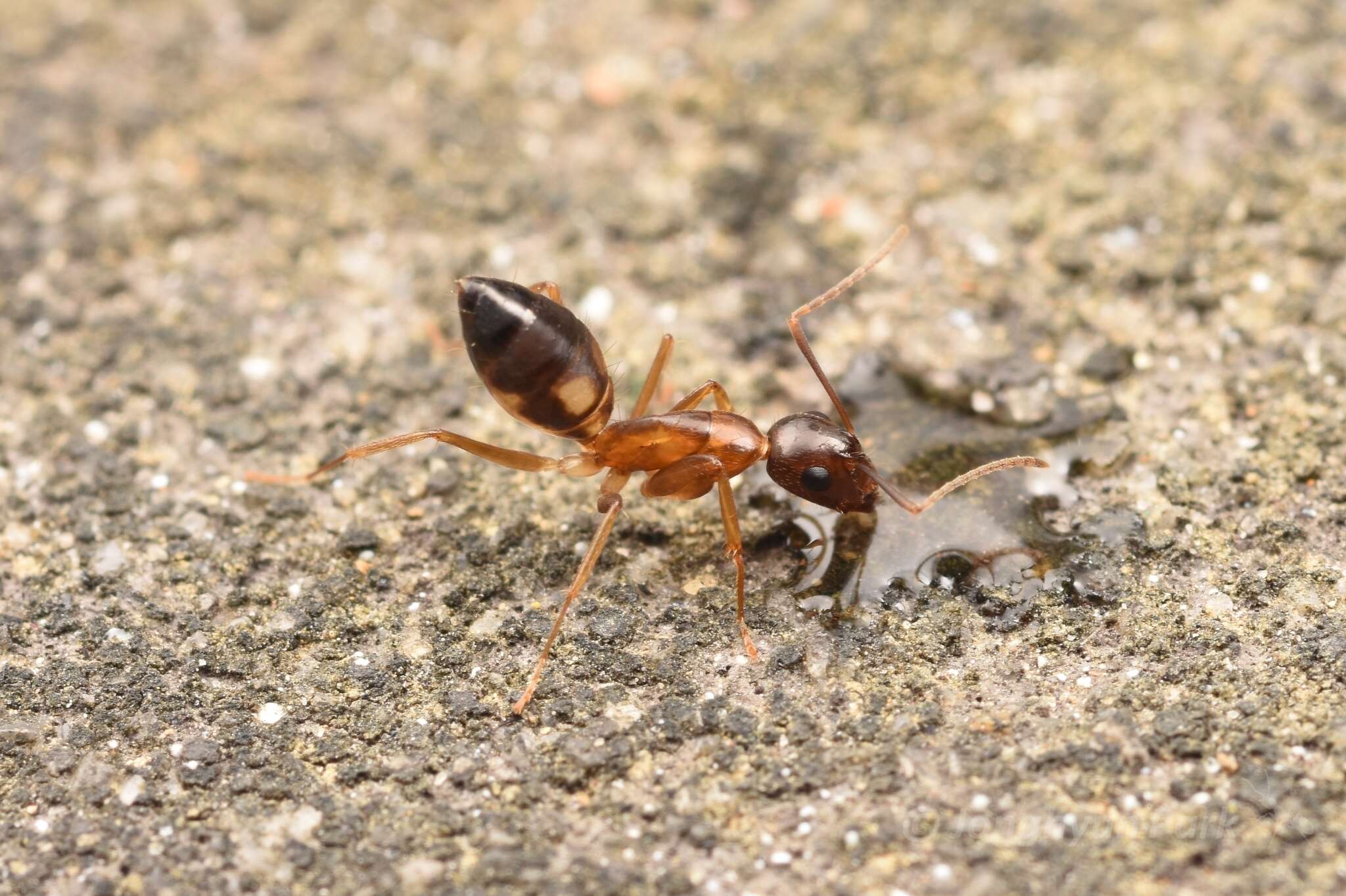 Image de Camponotus albosparsus Bingham 1903